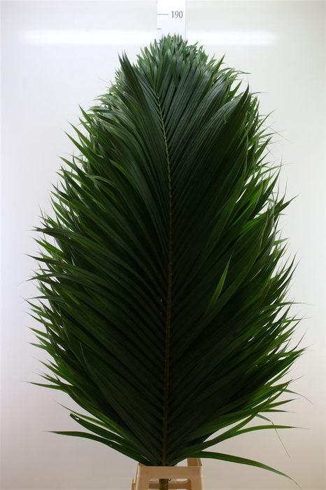 <h4>Cane Palm 180cm</h4>