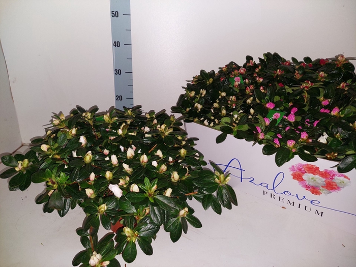 <h4>Rhododendron (Sim. gemengd 6 soorte</h4>