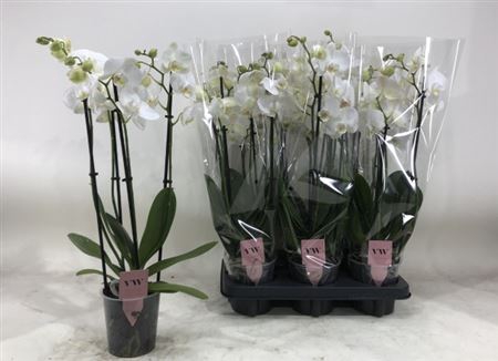 <h4>Phal An Inverness ** 4 Branches 24+ **</h4>