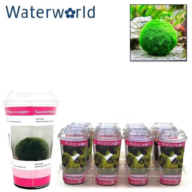 <h4>Overig waterplanten (zuurstof) gemengd</h4>