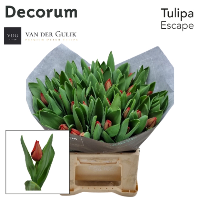 <h4>Tulipa enke. Triumf Grp Escape</h4>
