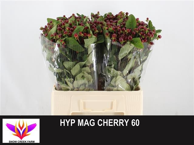 <h4>HYP MAG CHERRY</h4>