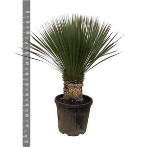 Yucca Rostrata 40Ø 110cm 1Head