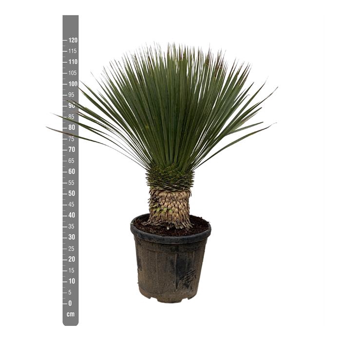 <h4>Yucca Rostrata 40Ø 110cm 1Head</h4>