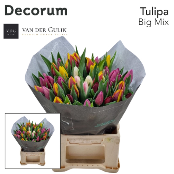 <h4>Tulipa met . overig</h4>