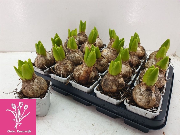 Hyacinthus Wit P7