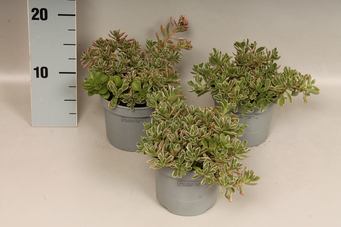 Overig 12 cm Sedum spurium Tricolor