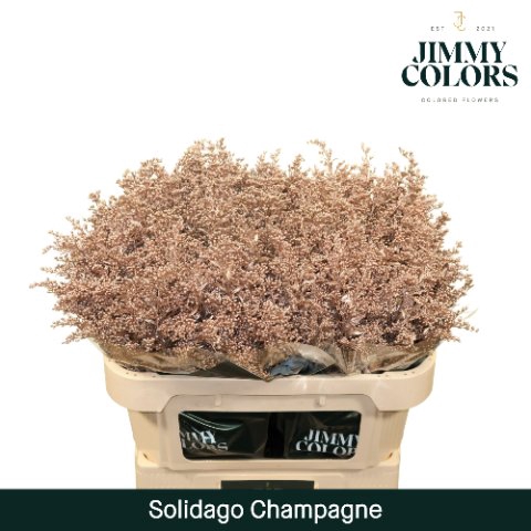 <h4>Solidago paint champagne</h4>