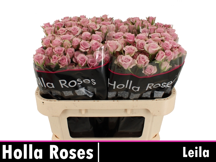 <h4>Rosa sp leila</h4>