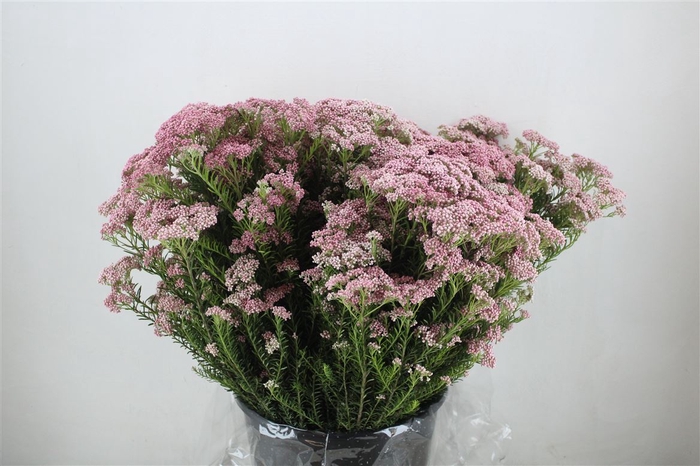 <h4>Rice Flower Dark Pink P Bunch</h4>