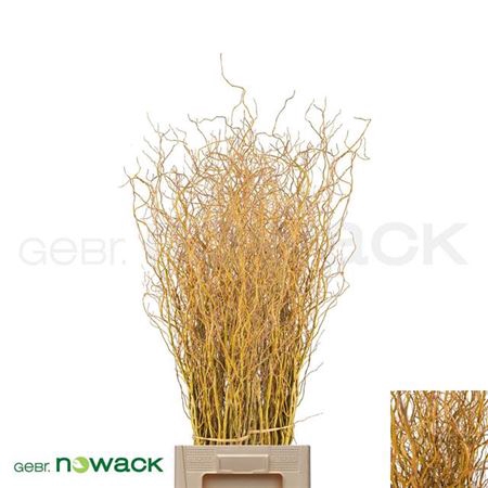 <h4>Salixkronkelwilg Geel Vertakt Pbs 100cm</h4>