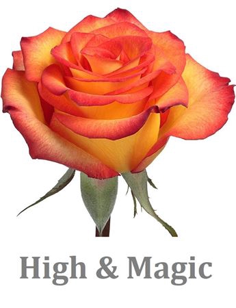 <h4>R Gr High & Magic</h4>