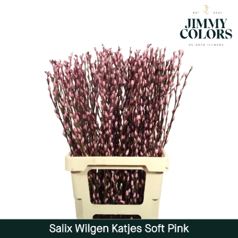 <h4>Salix paint pussy willow pink metallic</h4>