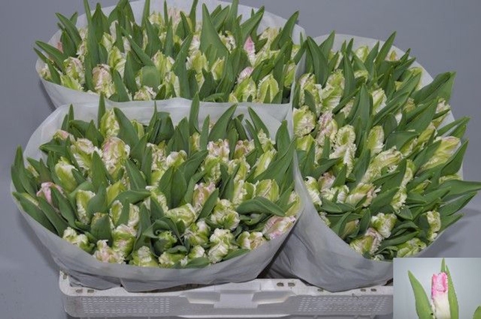 <h4>Tulipa (Par. Cabanna</h4>