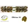 ANTH A OLIVIUS 16