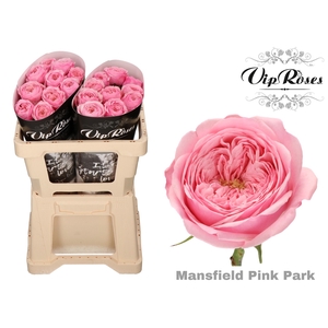 Rosa la garden mansfield pink park