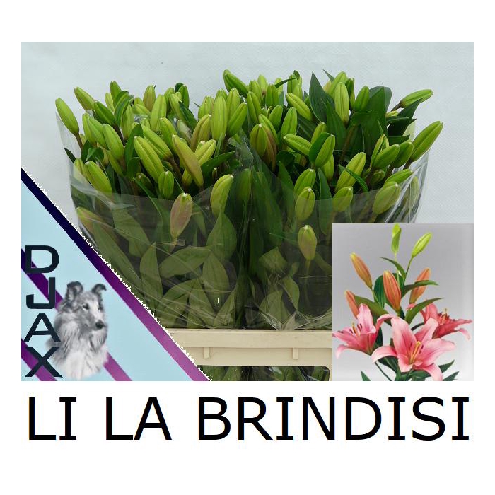 <h4>Li La Brindisi</h4>