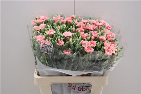 <h4>Dianthus Sp "symply Candy</h4>