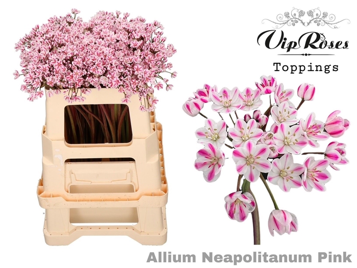 <h4>Allium Neap Pnt Pink</h4>