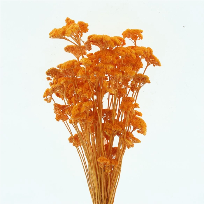 <h4>Dried Achillea Pastel Orange</h4>