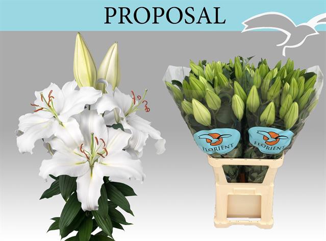 <h4>Lilium or proposal</h4>