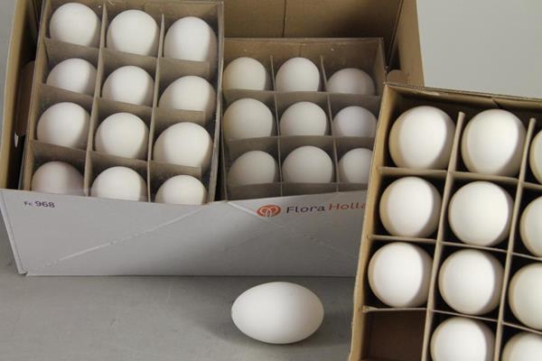<h4>Egg Goose Natural Box(12pcs)</h4>