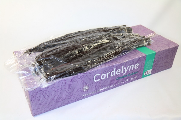 Leaf cordyline black tie vacuum
