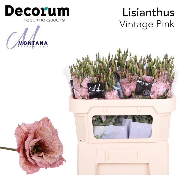 <h4>Lisianthus Alissa Vintage Pink - Montana Lisianthus</h4>