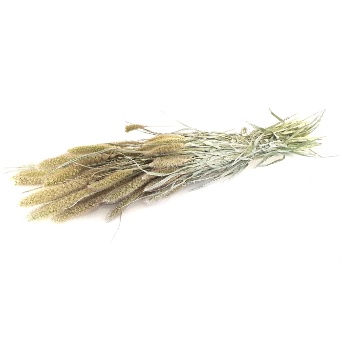 <h4>DRIED FLOWERS - SETARIA frosted white</h4>