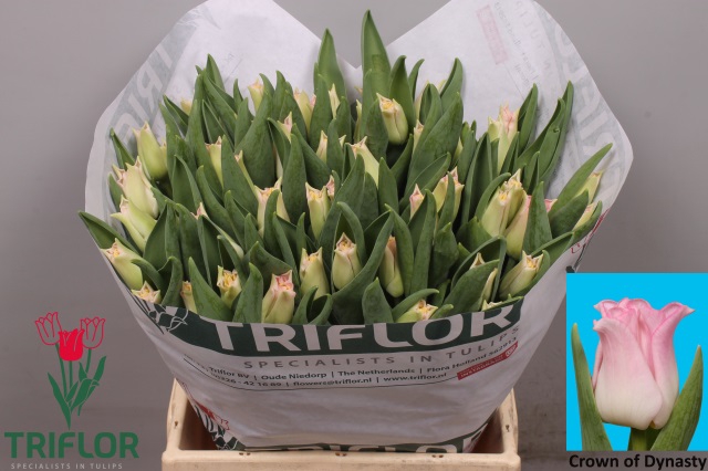 <h4>Tulipa co crown of dynasty</h4>