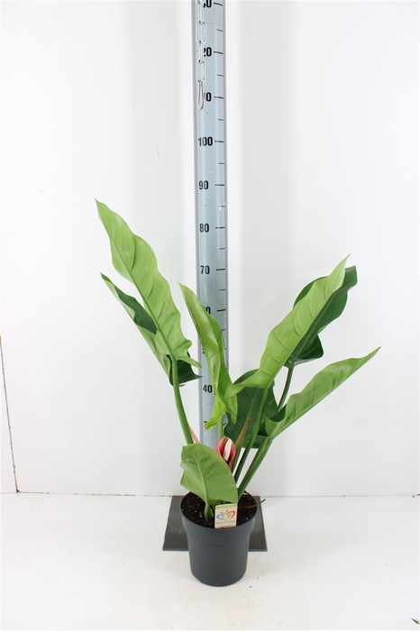 <h4>Philodendron Imperial Green P19</h4>
