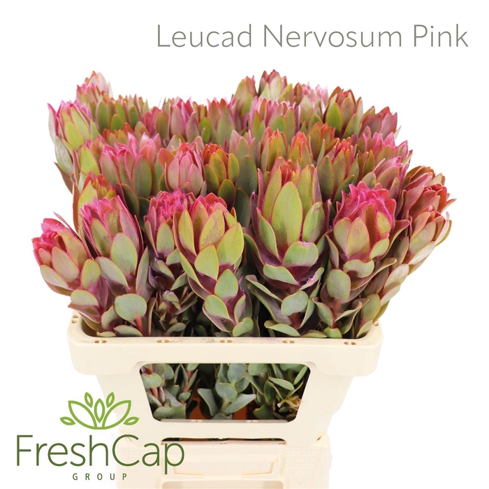 <h4>Leucad Nervosum Pink</h4>