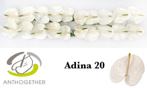 <h4>Anthurium Adina</h4>