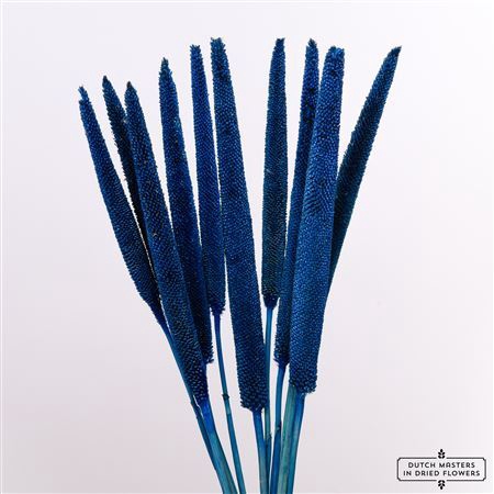 <h4>Dried Babala X5 10pc Dark Blue Bunch</h4>