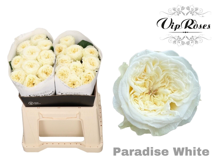 <h4>Rs gr Paradise White</h4>