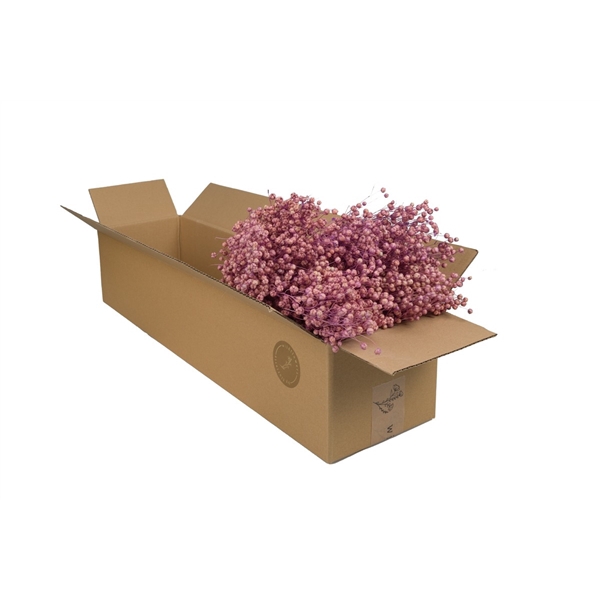<h4>Droogbloemen-Linium Lilac Pastel</h4>