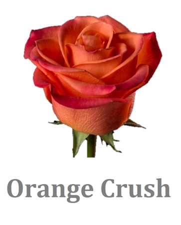 <h4>R Gr Orange Crush</h4>