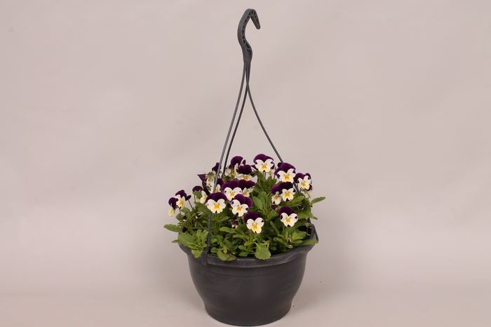 Hangpot 23 cm Viola cornuta White Purple jump up