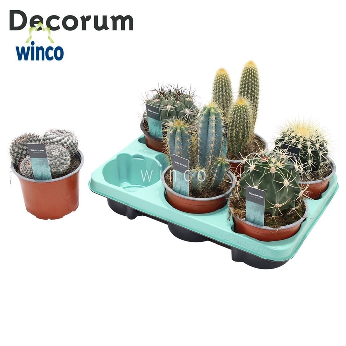 <h4>Cactus Mix (6spc.) (decorum) Decorum+Steker</h4>