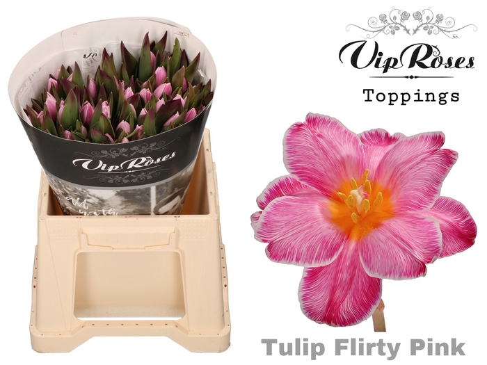 <h4>Tulipa si paint flirty pink</h4>