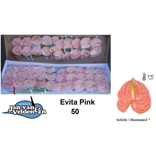 Evita Pink 50
