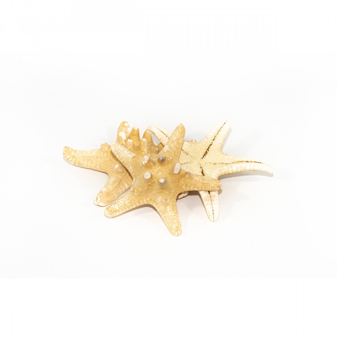 <h4>Shell Starfish 10cm x15</h4>