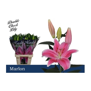 Lilium oriental Marlon