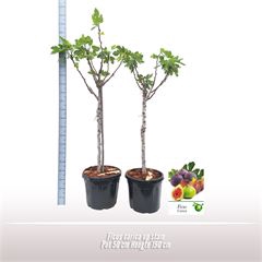 <h4>Ficus carica op stam</h4>