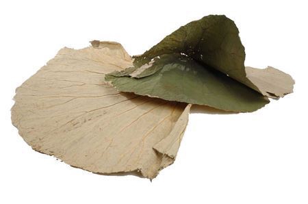 <h4>Basic Lotus Leaf Large 10pc</h4>