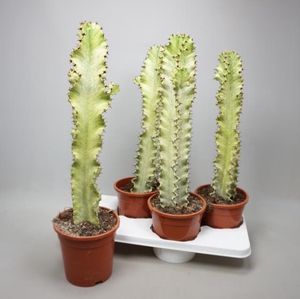 Euphorbia Ingens Variegata 17Ø 60cm