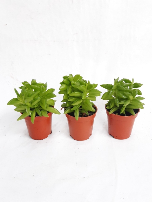 <h4>Peperomia</h4>