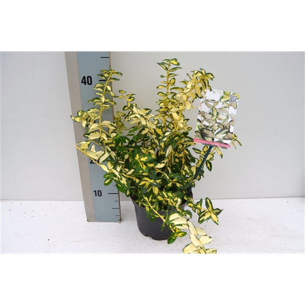 <h4>Euonymus fortunei Blondy</h4>