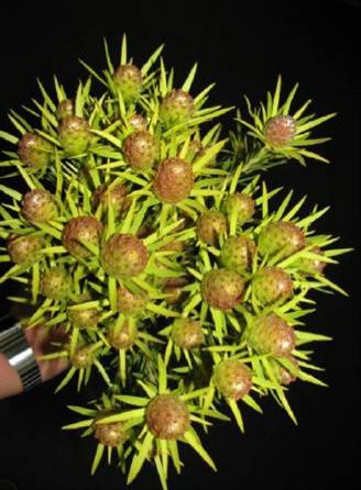 Leucadendron Cape Spice