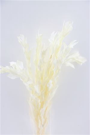 <h4>Pres Ruscus Gigante Bleached Bunch</h4>